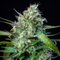 Preview: Strawberry Cough Photo (Photoperiodic Sativa)